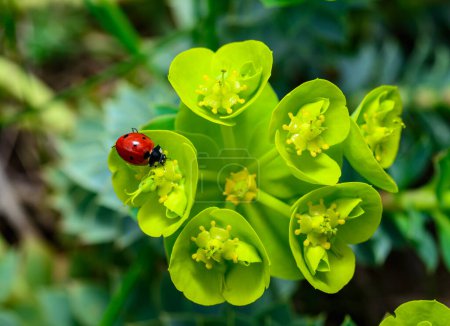 Marienkäfer ernähren sich von einer blumenblauen Myrtenmilchmilch, der breitblättrigen Grünen Wolfsmilchmilch (Euphorbia myrsinites))