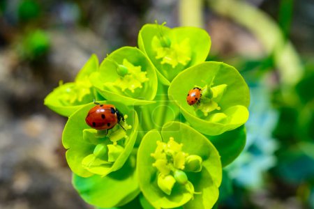 Ladybird beetles eating on a flower blue myrtle spurge, broad-leaved glaucous-spurge (Euphorbia myrsinites)
