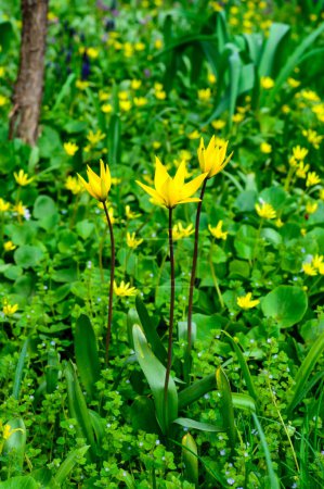 Tulipa biebersteiniana - seltene Arten wilder Tulpen, in freier Wildbahn gefährdet, Ukraine