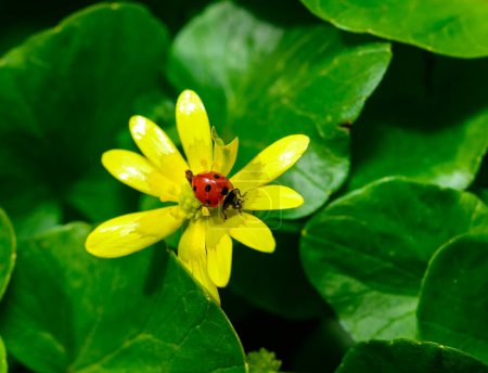 Foto de Escarabajo mariquita de siete manchas sobre una flor amarilla (Ficaria verna) - Imagen libre de derechos