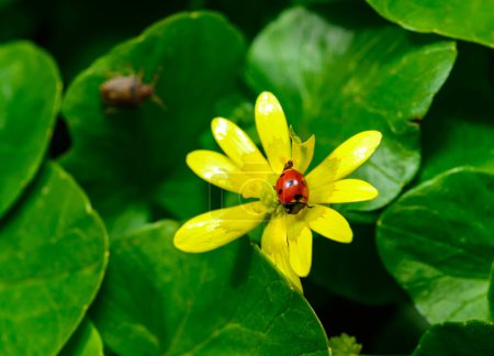 Téléchargez les photos : Coccinelle à sept points sur une fleur jaune (Ficaria verna) - en image libre de droit