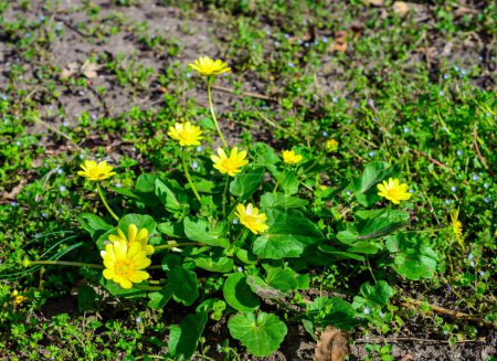 Ficaria verna (Ranunculus ficaria, 	Ranunculaceae), commonly known as lesser celandine or pilewort