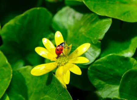 Seven-spotted ladybug beetle on a yellow flower (Ficaria verna)