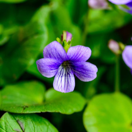 Viola (Violaceae), primer plano de la flor violeta en el jardín, Ucrania
