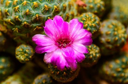 Sulcorebutia sp. - Ein Kaktus blüht mit einer roten Blume in einer Kollektion im Frühling, Ukraine