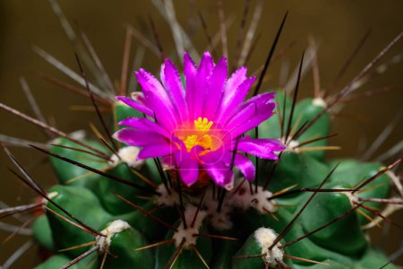 Mammillaria sp., gros plan d'un cactus fleurissant de fleurs roses au printemps