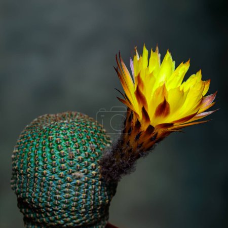 Lobivia famatimensis - cactus floreciendo con una flor amarilla en la colección de primavera, Ucrania