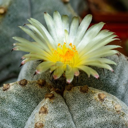 Astrophytum myriostigma - cactus blooming with yellow flowers in the spring collection, Ukraine