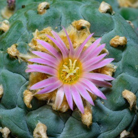 Lophophora williamsii - cactus blooming with a pink flower in the spring collection, Ukraine