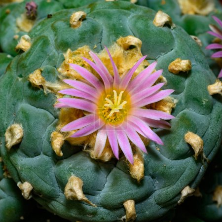 Photo for Lophophora williamsii - cactus blooming with a pink flower in the spring collection, Ukraine - Royalty Free Image