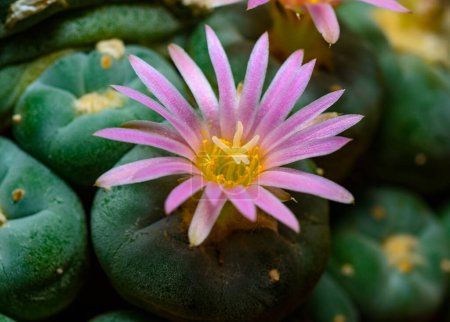 Lophophora williamsii - cactus blooming with a pink flower in the spring collection, Ukraine
