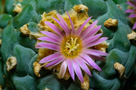 Téléchargez les photos : Lophophora williamsii - cactus fleurissant avec une fleur rose dans la collection de printemps, Ukraine - en image libre de droit