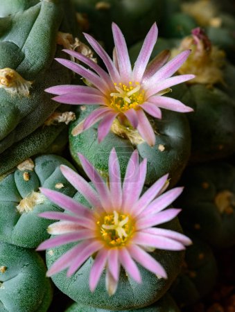 Lophophora williamsii - cactus floreciendo con una flor rosa en la colección de primavera, Ucrania