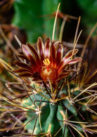 Téléchargez les photos : Glandulicactus crassihamatus, cactus fleurissant avec des fleurs brun-rouge dans la collection au printemps, Ukraine - en image libre de droit