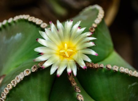 Astrophytum ornatum, cactus blooming with a yellow flower in the spring collection, Ukraine