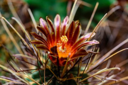 Téléchargez les photos : Glandulicactus crassihamatus, cactus fleurissant avec des fleurs brun-rouge dans la collection au printemps, Ukraine - en image libre de droit