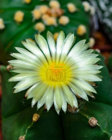Téléchargez les photos : Astrophytum ornatum, cactus fleurissant avec une fleur jaune dans la collection de printemps, Ukraine - en image libre de droit
