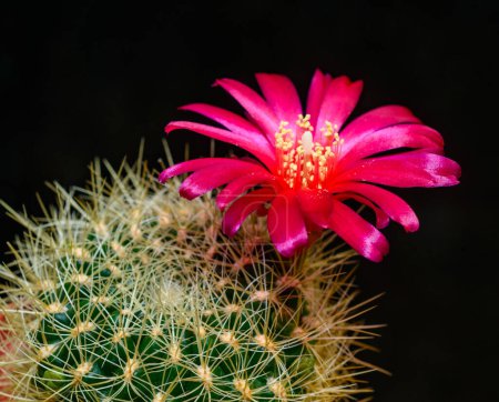 Lobivia sp., cactus blooming with a red flower in the spring collection, Ukraine