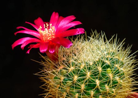Lobivia sp., cactus blooming with a red flower in the spring collection, Ukraine