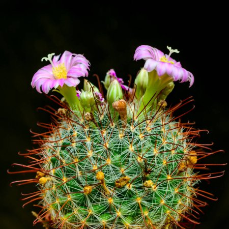 Mammillaria sp., Nahaufnahme eines Kaktus mit rosa Blüten im Frühling