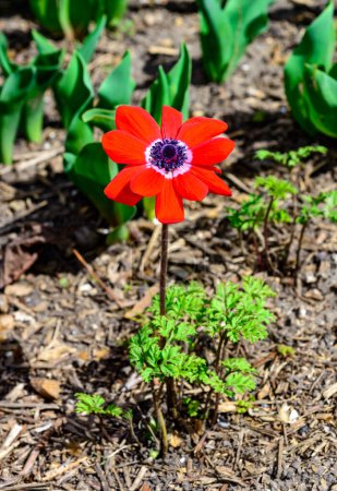 Windblumen-Anemone ist eine Pflanzengattung aus der Familie der Ranunculaceae