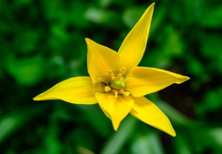 Foto de Tulipa biebersteiniana - especie rara de tulipán silvestre, en peligro de extinción en la naturaleza, Ucrania - Imagen libre de derechos