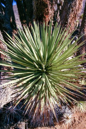 Árbol Joshua, palmera yuca (Yucca brevifolia), matorrales de yuca en las laderas de las montañas de Sierra Nevada, California, EE.UU.