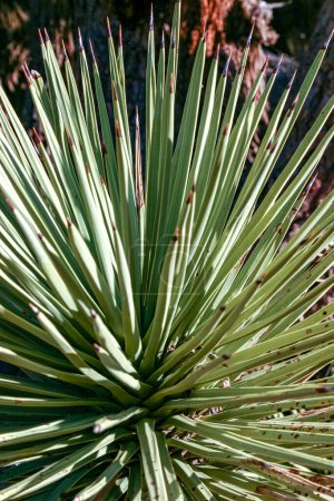 Josua-Baum, Yucca-Palme (Yucca brevifolia), Yucca-Dickicht an den Hängen der Sierra Nevada, Kalifornien, USA