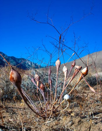 trompette du désert (Eriogonum inflatum) Plante herbacée avec épaississement de la tige dans les montagnes de la Sierra Nevada, Californie, États-Unis