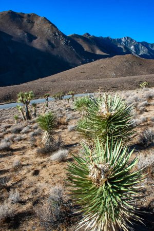 Josua-Baum, Yucca-Palme (Yucca brevifolia), Yucca-Dickicht und andere dürreresistente Pflanzen an den Hängen der Sierra Nevada, Kalifornien, USA