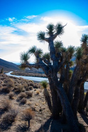 Joshua tree, palm tree yucca (Yucca brevifolia), thickets of yucca and other drought-resistant plants on the slopes of the Sierra Nevada mountains, California, USA