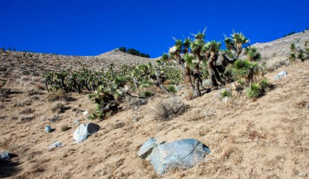 Joshua, yucca de palmier (Yucca brevifolia), fourrés de yucca et autres plantes résistantes à la sécheresse sur les pentes des montagnes de la Sierra Nevada, Californie, États-Unis