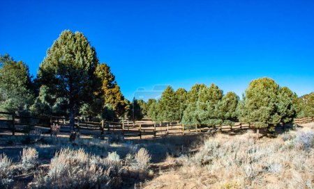Pinos solitarios y otras plantas de montaña en las rocas de arcilla y piedra de la montaña en el paso en las montañas de Sierra Nevada, California, EE.UU.