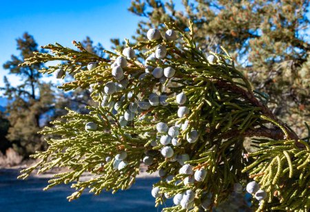 Leaves and cones western juniper (Juniperus occidentalis), coniferous plant on the stone rocks of the mountain, Sierra Nevada Mountains, California, USA