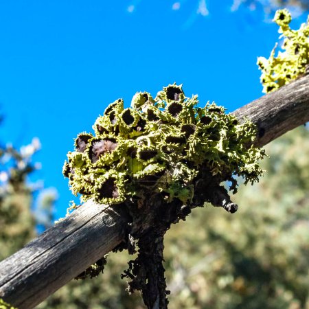 Lichens on tree branches in Sierra Nevada, California, USA