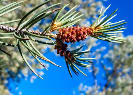 branche de pin avec des cônes mâles sur un fond de ciel bleu dans les montagnes de la Sierra Nevada, États-Unis
