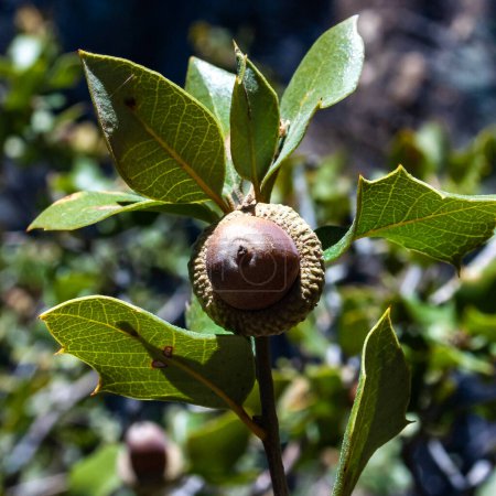 Acorn on an oak tree in the Sierra Nevada Mountains, California, USA