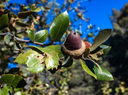 Acorn on an oak tree in the Sierra Nevada Mountains, California, USA