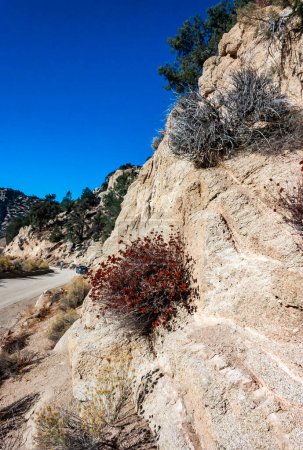 Téléchargez les photos : Des conifères et d'autres plantes résistantes à la sécheresse poussent sur les roches argileuses et rocheuses de la montagne au col de la Sierra Nevada, Californie, États-Unis - en image libre de droit