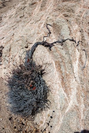 Téléchargez les photos : Plantes résistantes à la sécheresse poussent sur les roches argileuses et de pierre de la montagne au col dans les montagnes de la Sierra Nevada, Californie, États-Unis - en image libre de droit