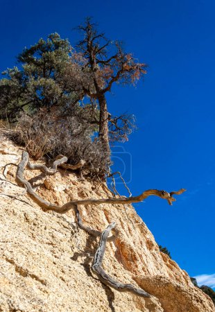 Des conifères et d'autres plantes résistantes à la sécheresse poussent sur les roches argileuses et rocheuses de la montagne au col de la Sierra Nevada, Californie, États-Unis