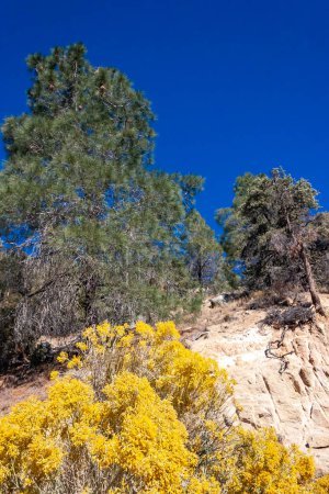 Conifers and other drought-resistant plants grow on the clay and stone rocks of the mountain at the pass in the Sierra Nevada Mountains, California, USA