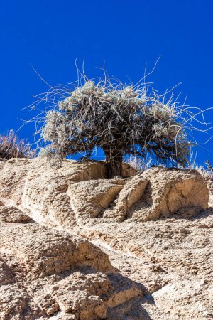 Las coníferas y otras plantas resistentes a la sequía crecen en las rocas de arcilla y piedra de la montaña en el paso en las montañas de Sierra Nevada, California, EE.UU.