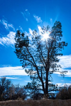 Téléchargez les photos : Plante résineuse Pin sur des rochers de pierre dans les montagnes en face du soleil, col de la Sierra Nevada, États-Unis - en image libre de droit