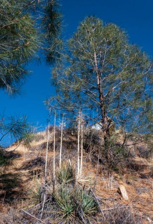 Yuccas mit trockenen Stielen und Kiefern auf einem Berg in der Nähe des Sequoia Nationalparks, Kalifornien