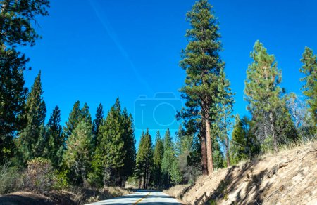 Giant pine tree against the sky in a forest of giant sequoias in Sequoia National Park, California