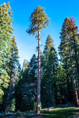 Giant pine tree against the sky in a forest of giant sequoias in Sequoia National Park, California