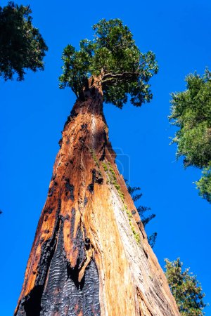 Giant Sequoia trees (Sequoiadendron giganteum) in Sequoia National Park, California, USA