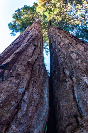 Séquoias géants (sequoiadendron giganteum) dans le parc national Sequoia, Californie, États-Unis
