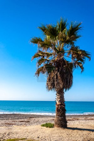 Photo for Phoenix canariensis - large date palm on Catalina Island in the Pacific Ocean, California - Royalty Free Image